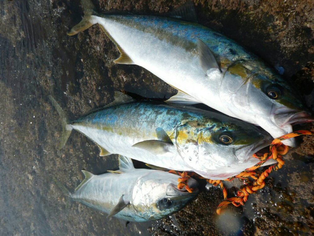 ヒラマサ釣り入門編】ヒラマサをルアーで釣りたい！ヒラマサの生態