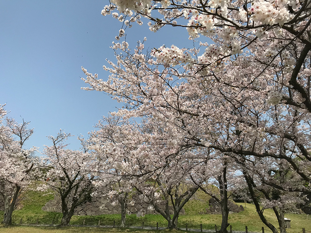 ヒラマサプラッギング＆遠投石鯛！春爛漫釣行！