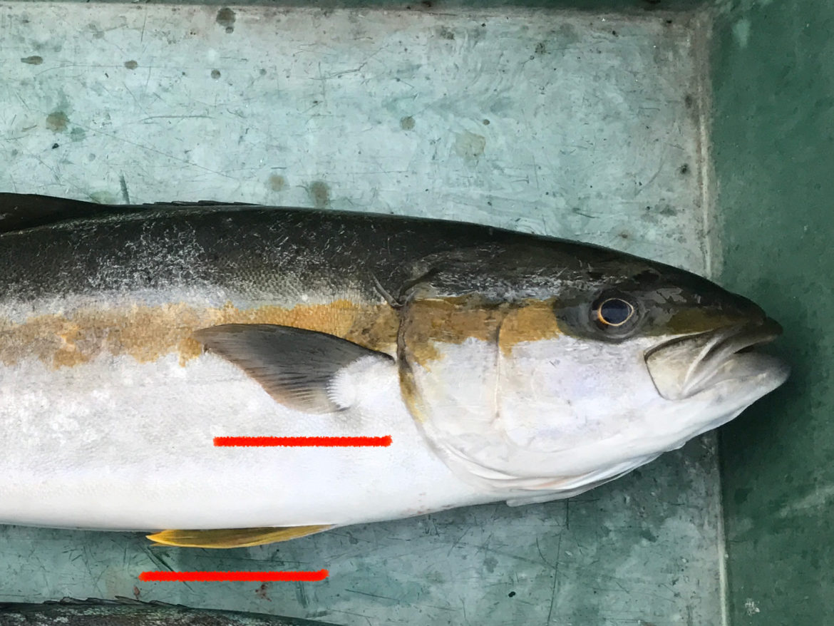 【ヒラマサ釣り入門編】ヒラマサをルアーで釣りたい!ヒラマサの生態、釣れる時期、釣れるポイント、釣れるルアーの選び方を学ぼう! – 釣king ...