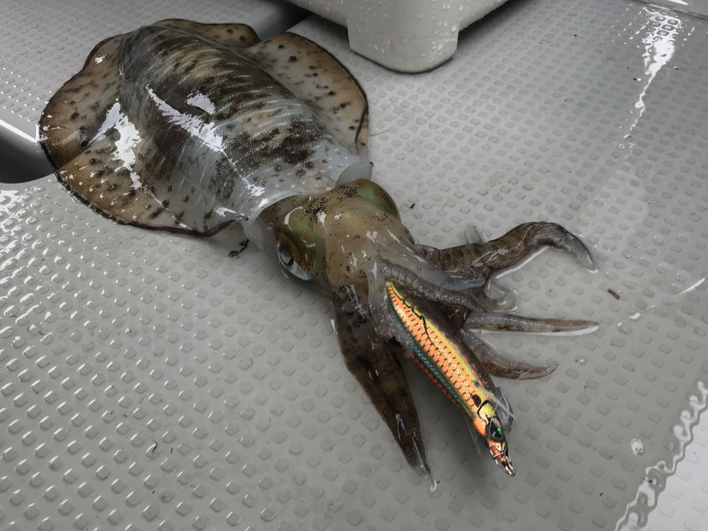 ボートエギング大会！！アオリイカ2.8kgをキャッチ！予選はトップ通過の決勝戦！！