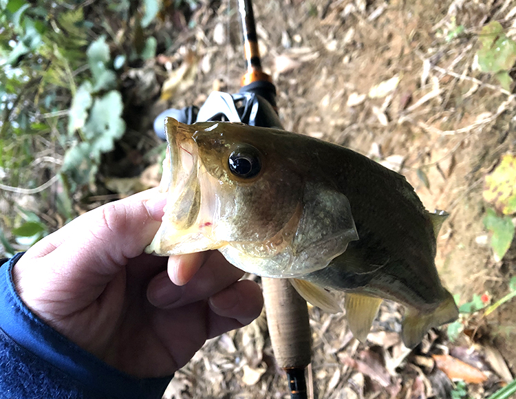 話題のベイトリール『 ジーニアスプロジェクト グラビアス 』で実釣！福岡県内で平成最後の冬の釣りを満喫