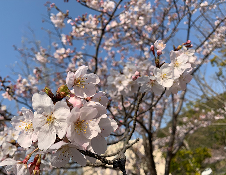 春の甲子園・春マサ開幕！！桜の開花とともにヒラマサプラッキング！！