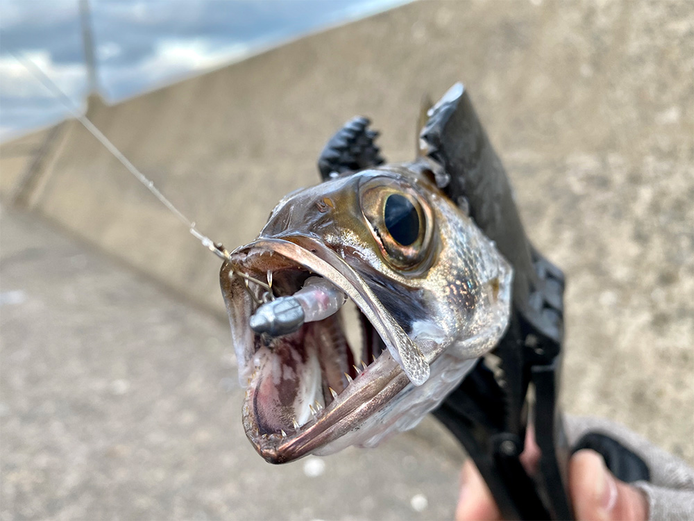 呼子デイアジング第二弾！トッパーヤンマーの苦戦したアジング釣行！