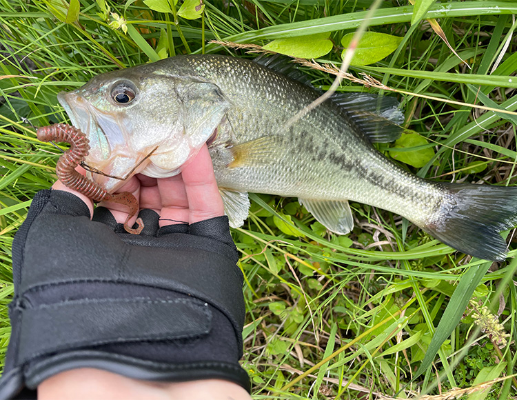 ５月！梅雨のアフタースポーンバスフィッシング！リザーバー編