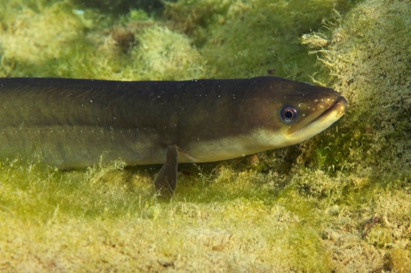 【うなぎ釣り入門】うなぎの生態からタックル・ポイント選びや釣り方、土用丑の日の由来まで完全解説！