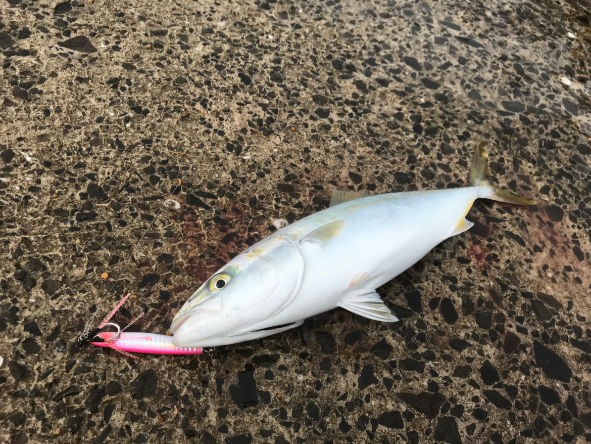長崎県平戸市、川内港でのライトショアジギング!狙える魚種とおすすめのタックルをご紹介