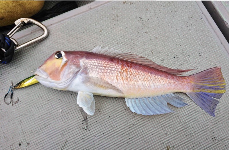 アマダイの釣り方｜最強の仕掛けとコツを武器に、初心者で竿頭を目指す！