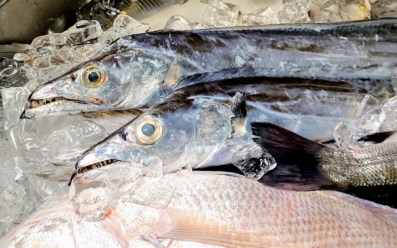 太刀魚テンヤの基本をコンパクトに解説！【まずはこれだけ】