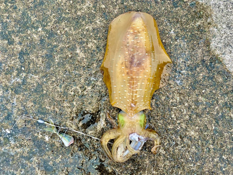【アオリイカのウキ釣り】エギングとは別の魅力で初心者にもおすすめ！