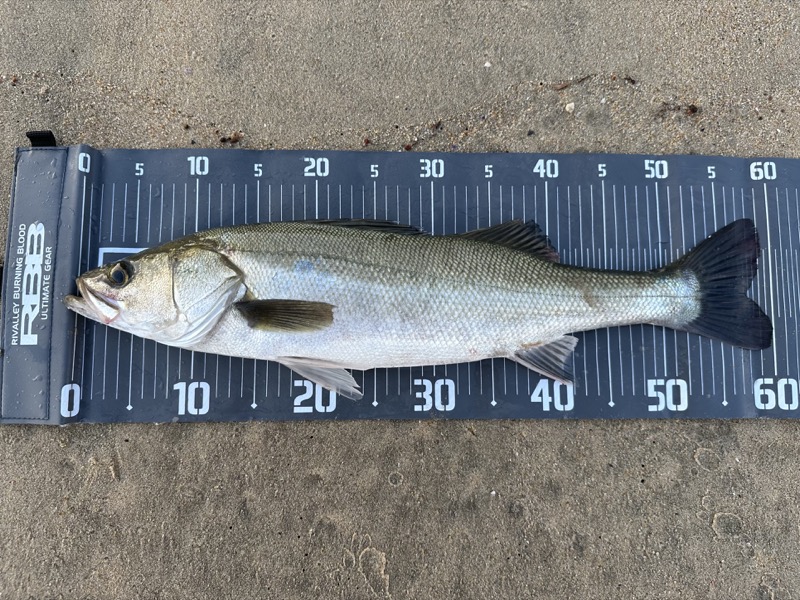 【福岡市東区西戸崎】サーフシーバス釣行