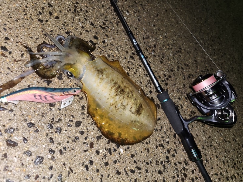 「福岡県 糸島市 野北漁港でエギング」 秋イカを求めて！！