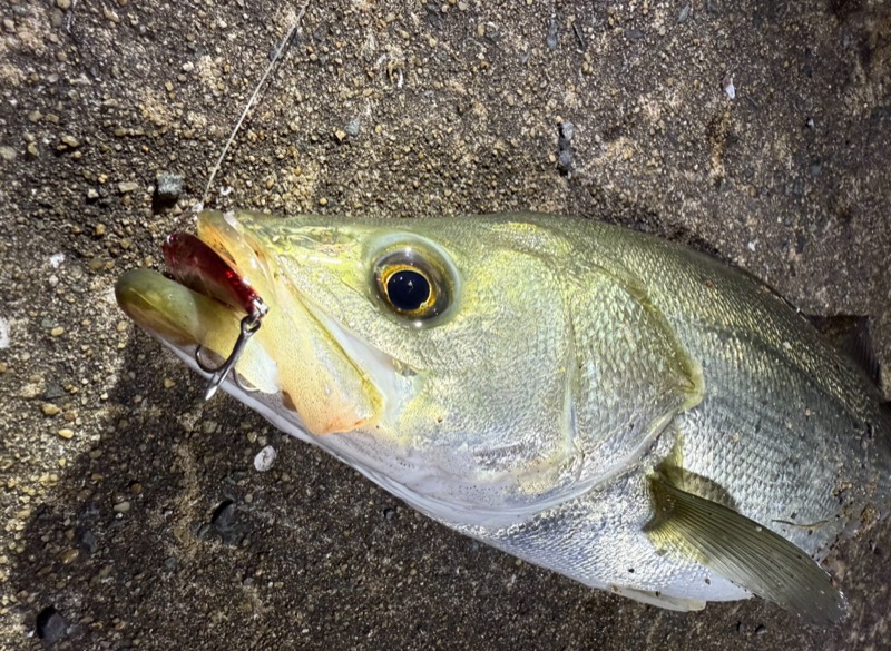 博多湾 初夏のナイトシーバスin室見川河口